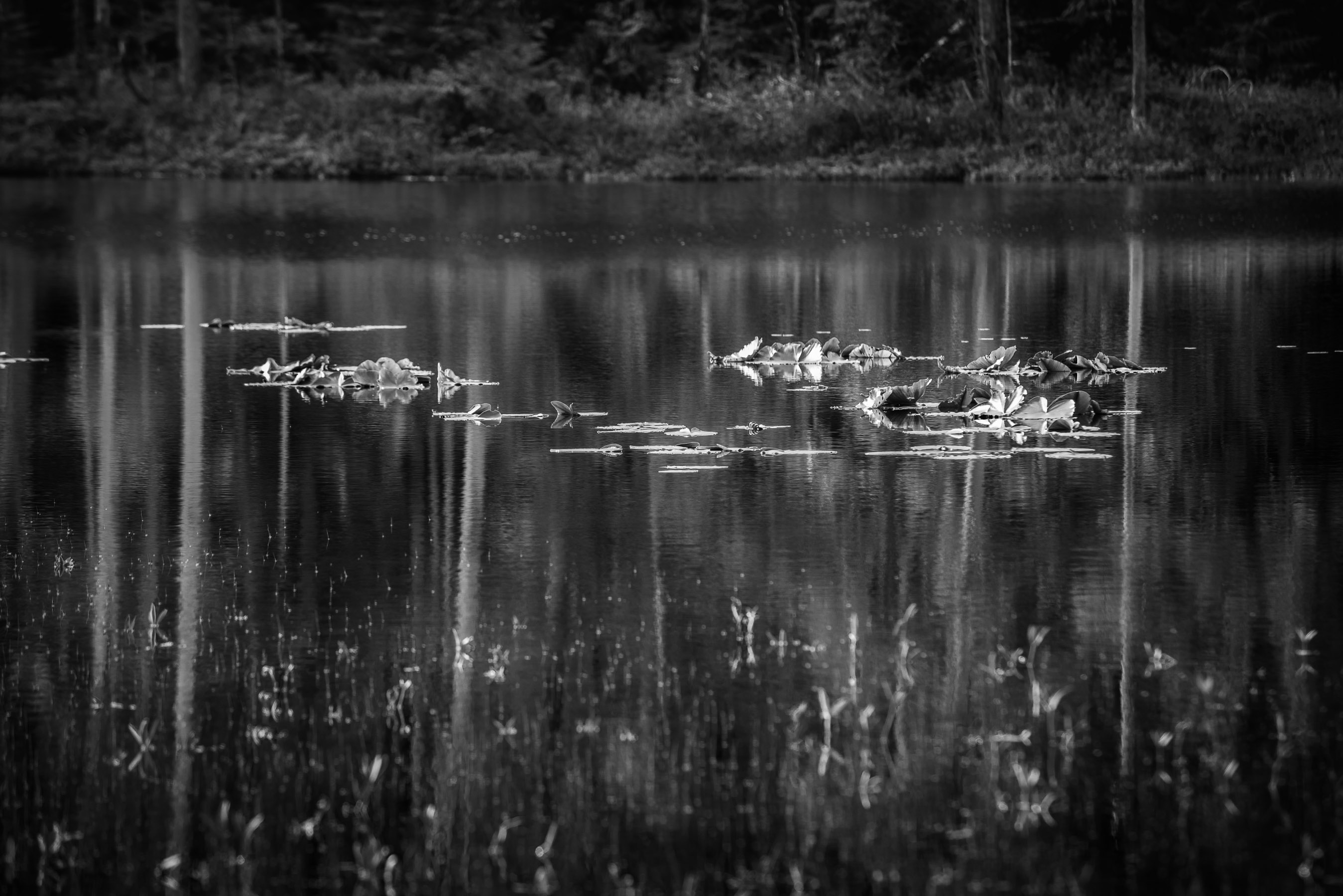 Lilly Pond